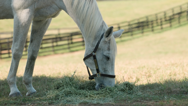 A Little Help for a Friend: Mrs. Pastures Sends Silver Charm Cookie Crumbs